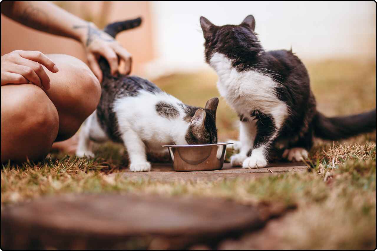 A pet owner feeding her two cats with bowls of food